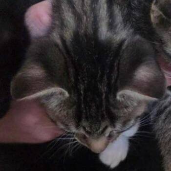 Merlin -  Domestic Short Hair Cat for Adoption in West Palm Beach, Florida - Merlin | PetCurious