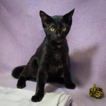 Vesper -  Domestic Short Hair Cat for Adoption in Versailles, Kentucky - Vesper | PetCurious