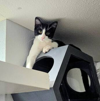 Sheldon -  Domestic Short Hair Cat for Adoption in Phoenix, Arizona - Sheldon | PetCurious