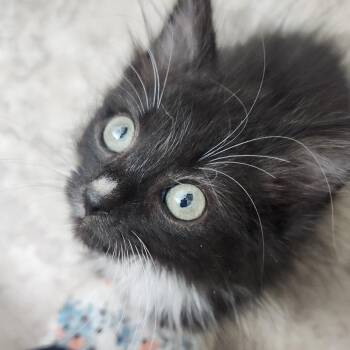 Domestic Medium Hair Cats Available for Adoption in Fredericksburg, Virginia - Tycoon Of Tomorrow | PetCurious