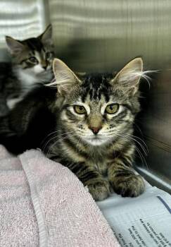 Oriole -  Domestic Long Hair and Domestic Short Hair Cat for Adoption in Westland, Michigan - Oriole | PetCurious