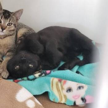 Cloudy (bonded with Stormy) -  Domestic Short Hair Cat for Adoption in Oakland, California - Cloudy (bonded With Stormy) | PetCurious