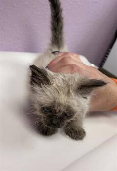 tenderloin -  Siamese Cat for Adoption in El Paso, Texas - Tenderloin | PetCurious