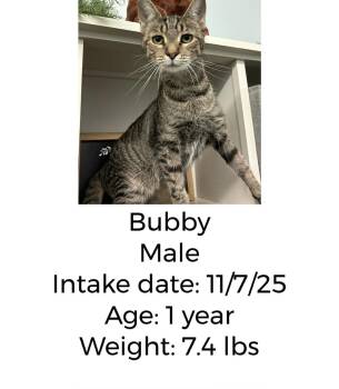 Rescue Domestic Short Hair Cats for Adoption in Staffordsville, Kentucky - Bubby | PetCurious