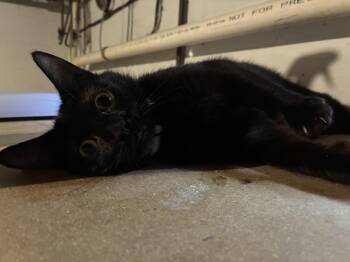 April -  Domestic Short Hair Cat for Adoption in Ashland, Illinois - April | PetCurious