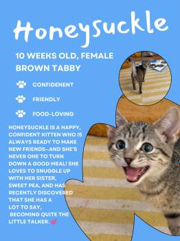 Honeysuckle (FCID# 08/10/2026 - 66 West Chester PS -  Tabby Cat for Adoption in Greenville, Delaware - Honeysuckle (FCID# 08/10/2026 - 66 West Chester PS | PetCurious