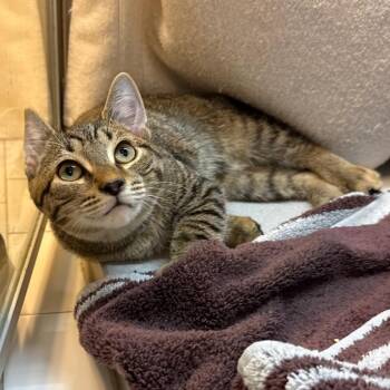Kota -  Domestic Short Hair Cat for Adoption in Pittsburgh, Pennsylvania - Kota | PetCurious