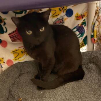 Gloria -  Domestic Short Hair Cat for Adoption in Los Angeles, California - Gloria | PetCurious