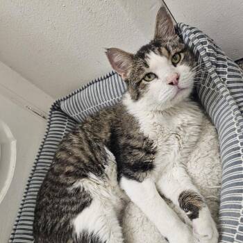 Beaker -  Domestic Short Hair Cat for Adoption in Bountiful, Utah - Beaker | PetCurious