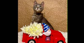 Toot -  Domestic Short Hair Cat for Adoption in Groveland, Massachusetts - Toot | PetCurious