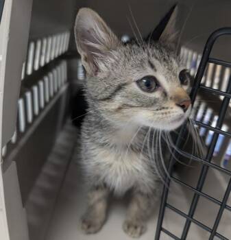 Alex -  Domestic Short Hair Cat for Adoption in Des Moines, Iowa - Alex | PetCurious