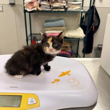 Bliss -  Domestic Short Hair Cat for Adoption in Las Cruces, New Mexico - Bliss | PetCurious