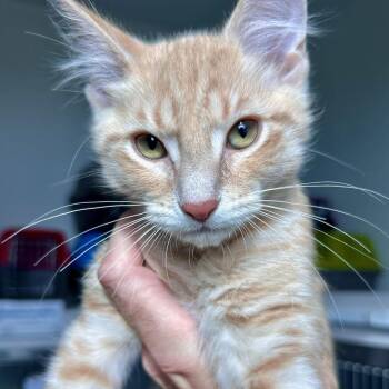 Mars -  Domestic Medium Hair Cat for Adoption in Matteson, Illinois - Mars | PetCurious