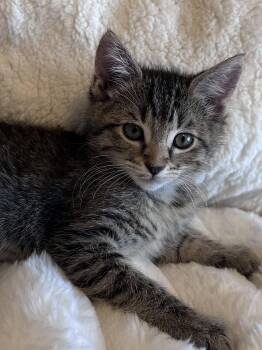 Lainey ( Monica) -  Tabby Cat for Adoption in Napa, California - Lainey ( Monica) | PetCurious