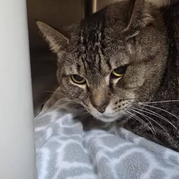 Domestic Short Hair Cats Available for Adoption - Melon | PetCurious