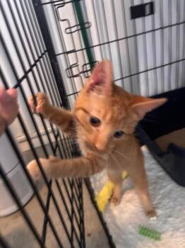 Garfield -  Domestic Short Hair Cat for Adoption in Hartford City, Indiana - Garfield | PetCurious