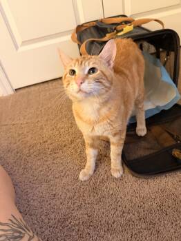 Tabby Cats Available for Adoption in Richmond, Virginia - Silo | PetCurious