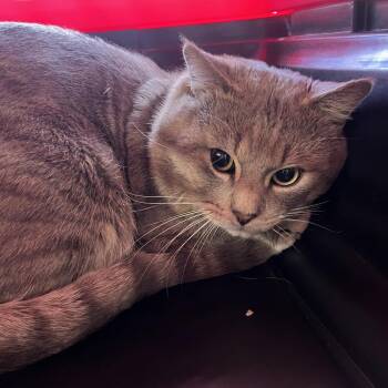 Domestic Short Hair Cats Available for Adoption - Romeo | PetCurious