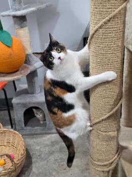 Patches -  Calico Cat Available for Adoption in Lewisburg, Tennessee - Patches | PetCurious