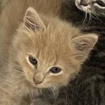 Stevie Chicks -  Domestic Long Hair Cat for Adoption in Dearborn, Michigan - Stevie Chicks | PetCurious