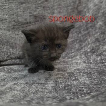 Spongebob -  Domestic Medium Hair Cat for Adoption in Parkersburg, West Virginia - Spongebob | PetCurious