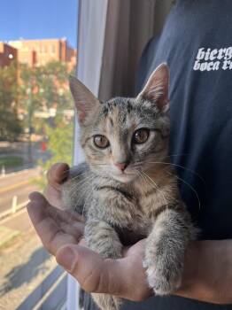 PEANUT -  Domestic Short Hair Cat for Adoption in Broomfield, Colorado - PEANUT | PetCurious