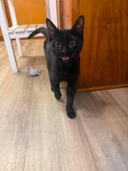 Sixx -  Domestic Short Hair Cat for Adoption in Wilmington, North Carolina - Sixx | PetCurious