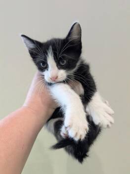 Snoopy -  Domestic Short Hair Cat for Adoption in Rowlett, Texas - Snoopy | PetCurious