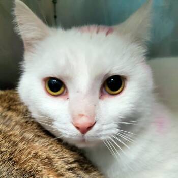 Domestic Short Hair Cats Available for Adoption - Fish | PetCurious