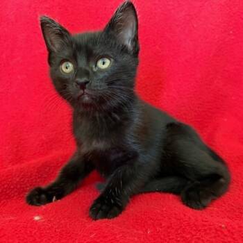 Rescue Domestic Short Hair Cats for Adoption in Brea, California - Heidi | PetCurious