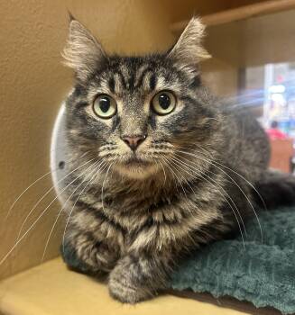 KJ -  Domestic Medium Hair Cat for Adoption in Fairfax, Virginia - KJ | PetCurious