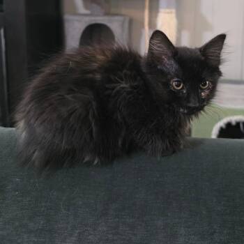 Andromeda -  Domestic Long Hair Cat for Adoption in Fort Worth, Texas - Andromeda | PetCurious