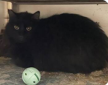 Domestic Long Hair Cats Available for Adoption - Max (working Cat) | PetCurious