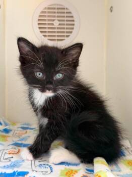 Mullberry -  Domestic Short Hair Cat for Adoption in Lagrange, Indiana - Mullberry | PetCurious