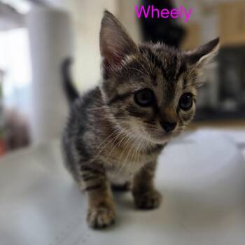 Wheely -  Domestic Short Hair Cat for Adoption in Windsor, Virginia - Wheely | PetCurious