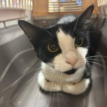 Lolite -  Domestic Short Hair Cat for Adoption in Dubuque, Iowa - Lolite | PetCurious