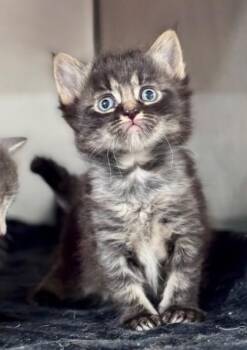 Lunes -  Domestic Short Hair Cat for Adoption in Watkinsville, Georgia - Lunes | PetCurious