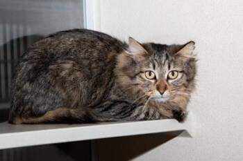 Domestic Long Hair and Domestic Short Hair Cats Available for Adoption - Solarflare | PetCurious
