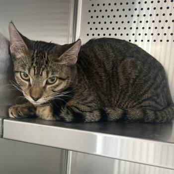 Milo -  Domestic Short Hair Cat for Adoption in Sarasota, Florida - Milo | PetCurious