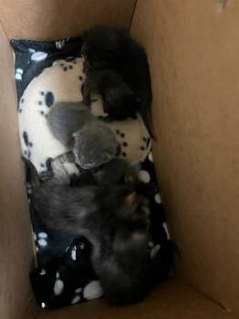 Domestic Short Hair Cats Available for Adoption in Riverside, California - A1911672 | PetCurious