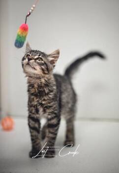 Gatsby -  Domestic Long Hair and Domestic Short Hair Cat for Adoption in Kalispell, Montana - Gatsby | PetCurious