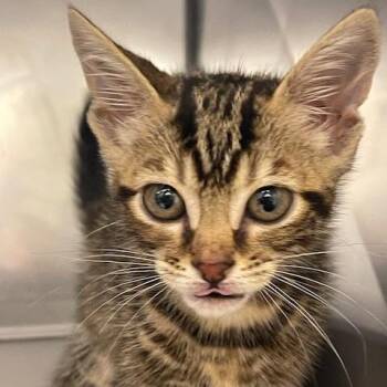 Domestic Short Hair Cats Available for Adoption in Lake Panasoffkee, Florida - Collette | PetCurious