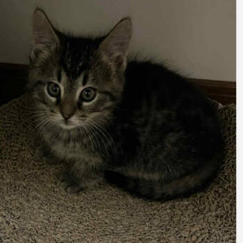 Rescue Domestic Short Hair Cats for Adoption in Huntington, West Virginia - Sammy - OKC | PetCurious