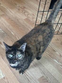 Domestic Short Hair Cats Available for Adoption in River Ridge, Louisiana - Solyse | PetCurious