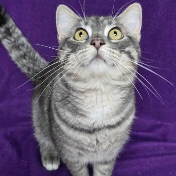 Baylor -  Domestic Short Hair Cat for Adoption in Waterloo, Iowa - Baylor | PetCurious