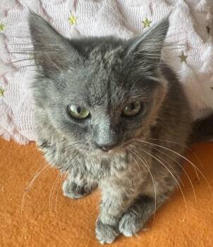 Aurora -  Russian Blue and Nebelung Cat for Adoption in Brampton, Ontario - Aurora | PetCurious