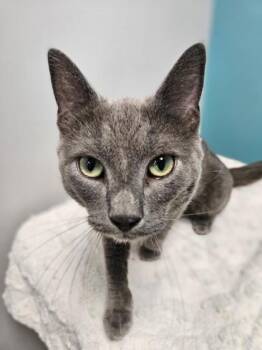 Ribeye -  Domestic Short Hair Cat for Adoption in Janesville, Wisconsin - Ribeye | PetCurious