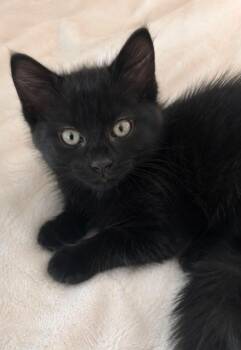 Buffy -  Domestic Short Hair Cat for Adoption in Columbia, Tennessee - Buffy | PetCurious