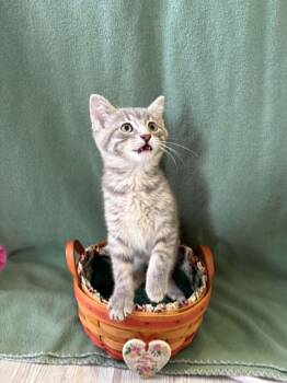 American Shorthair Cats Available for Adoption in Barboursville, West Virginia - Freya | PetCurious