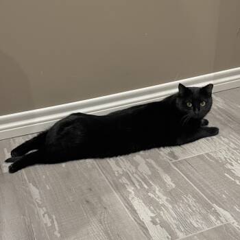 Rescue Domestic Short Hair Cats for Adoption in Tulsa, Oklahoma - Evette | PetCurious